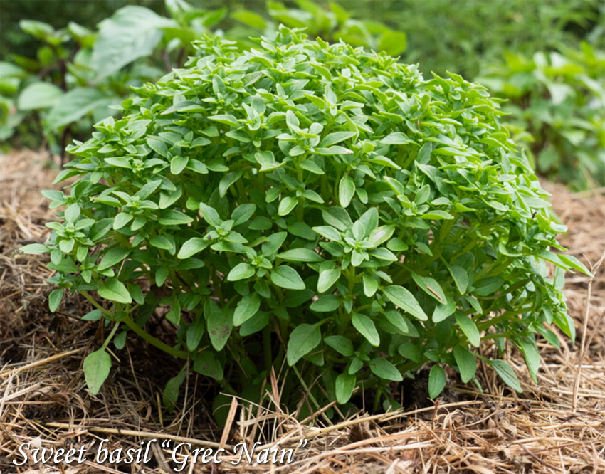 Sweet basil Grec Nain Basiilik, Базилик Греческий карликовый